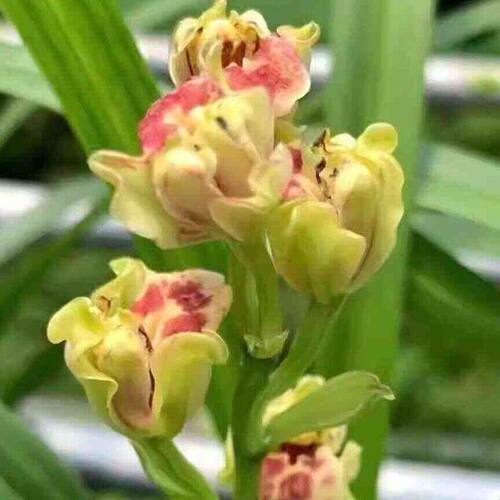 精品兰花苗小白菜彩云追月容易来花浓香名贵兰花苗建兰好养奇花