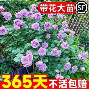 蓝色风暴月季带花大苗紫色适合阳台上养的花卉老桩四季开蔷薇玫瑰