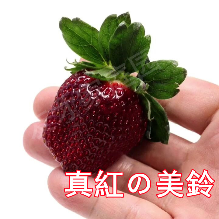盆栽草莓苗真红美玲草莓苗草莓秧黑草莓非大凉山黑珍珠