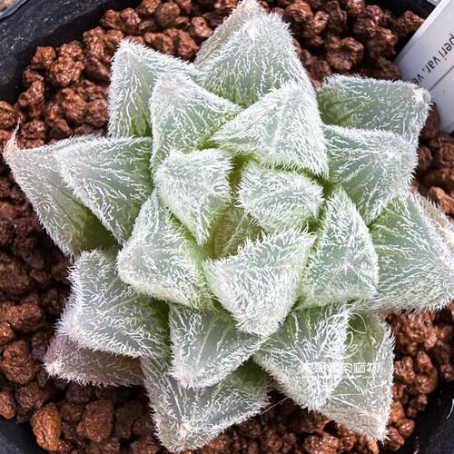 白泽毛玉露 尖叶可爱十二卷多肉植物绿植盆栽 一物一拍