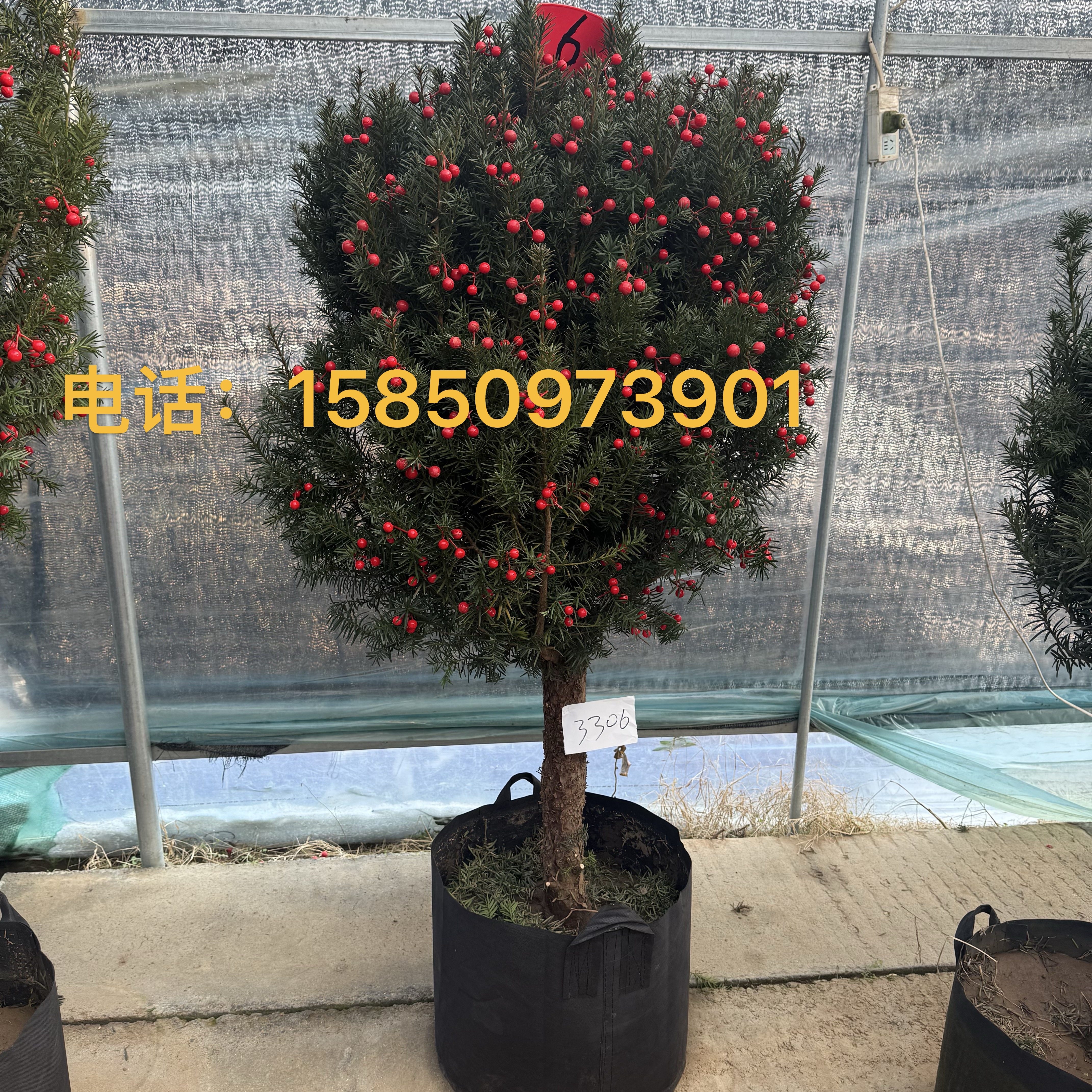 曼地亚红豆杉带果树苗盆栽盆景老桩庭院别墅植物耐寒四季常青大树,鲜花速递/花卉仿真/绿植园艺,绿植,淘宝优惠券,粉丝福利购,淘宝优惠卷