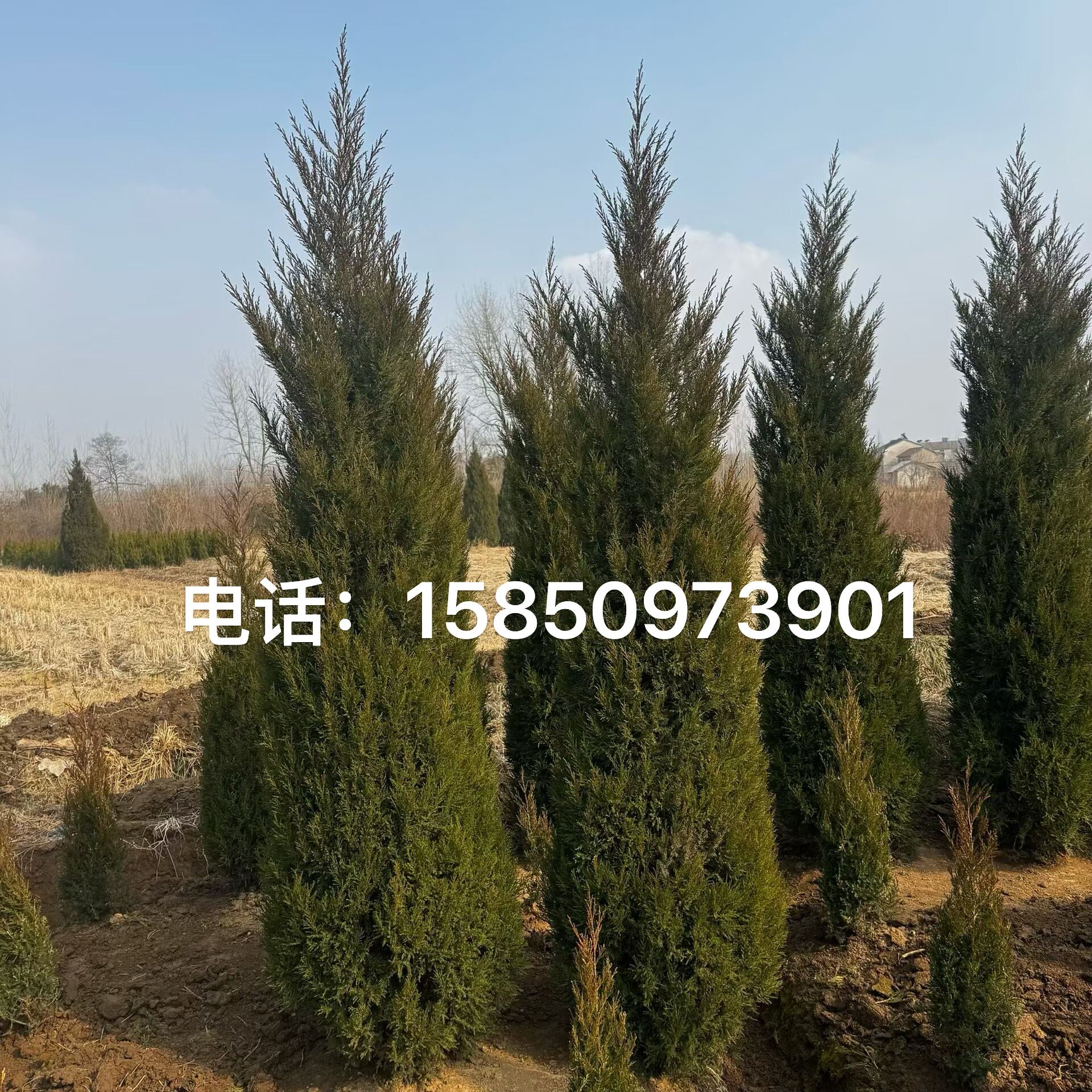 塔柏蜀桧墓地松扫墓松清明松柏树苗桧柏松柏树龙柏 工程绿化绿植
