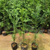 南方红豆杉树苗盆栽盆景办公室绿植花卉大型庭院公母搭配结果植物