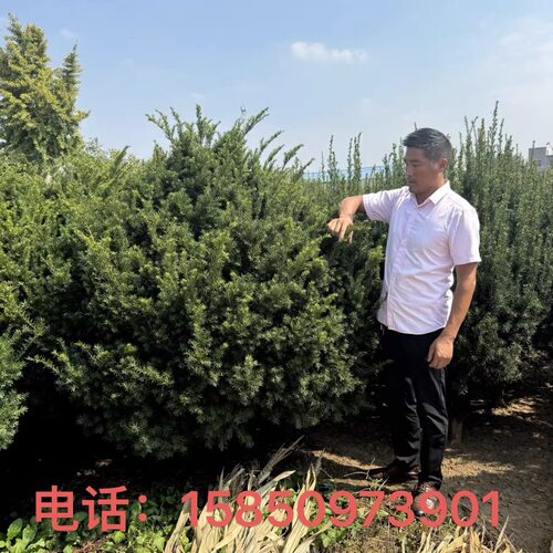 耐寒曼地亚红豆杉盆景大盆景大树树苗盆栽地栽室内外带果结果植物