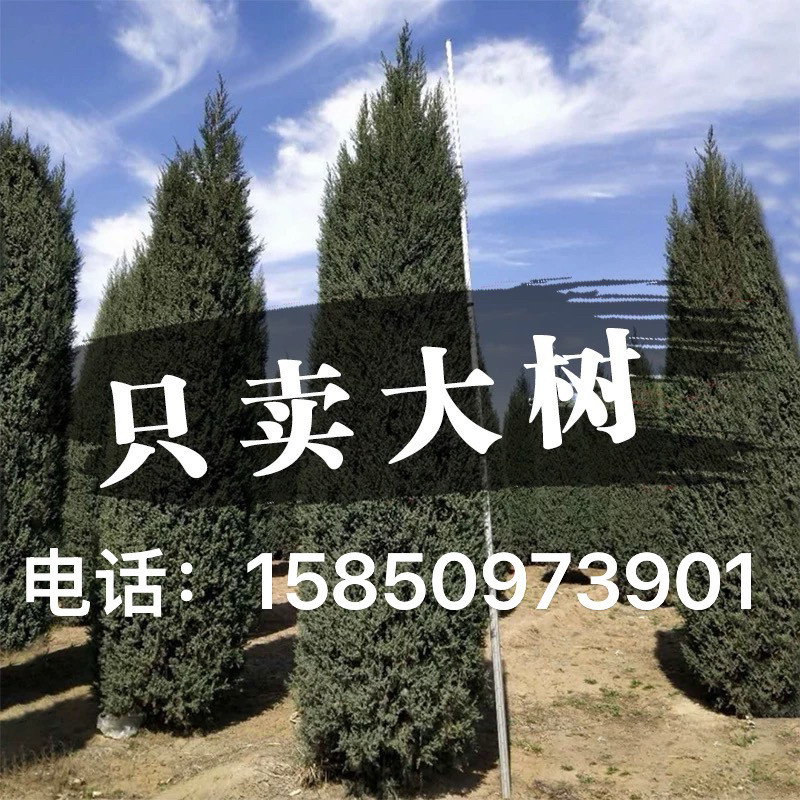 塔柏蜀桧墓地松扫墓松清明松柏树苗桧柏松柏树龙柏工程绿化苗