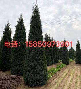 塔柏树苗墓地侧柏树苗扁圆柏松树塔柏宝塔松龙柏苗松柏柏树四季青