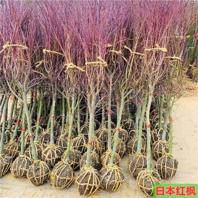 红枫室内外净化空气吸甲醛