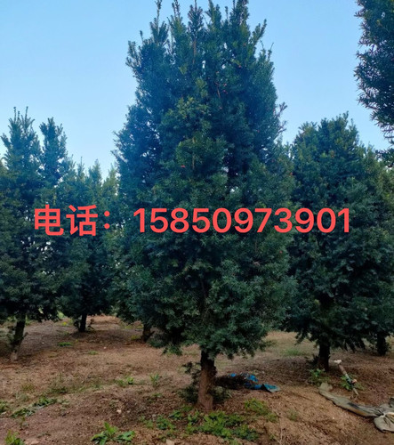 带果曼地亚红豆杉盆景树苗盆栽大树地栽庭院别墅室内客厅绿植结果