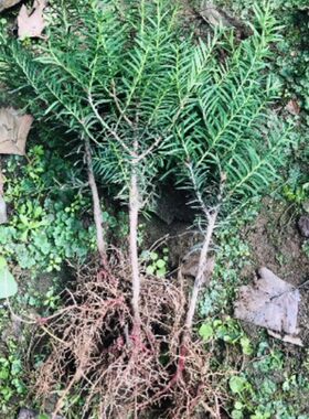 东北红豆杉室内外净化空气