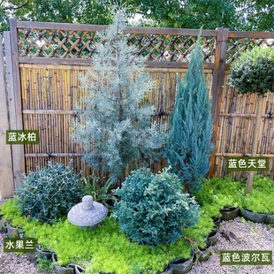 蓝冰柏树苗盆栽多年生耐寒鲜活圣诞树庭院阳台蓝灰叶蓝色花镜植物