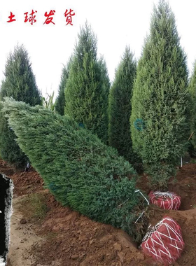 塔柏蜀桧墓地松扫墓松清明松柏树苗桧柏松柏树龙柏 工程绿化塔柏