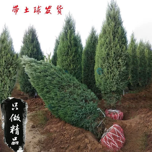 塔柏蜀桧墓地松扫墓松清明松柏树苗桧柏松柏树龙柏 工程绿化塔柏