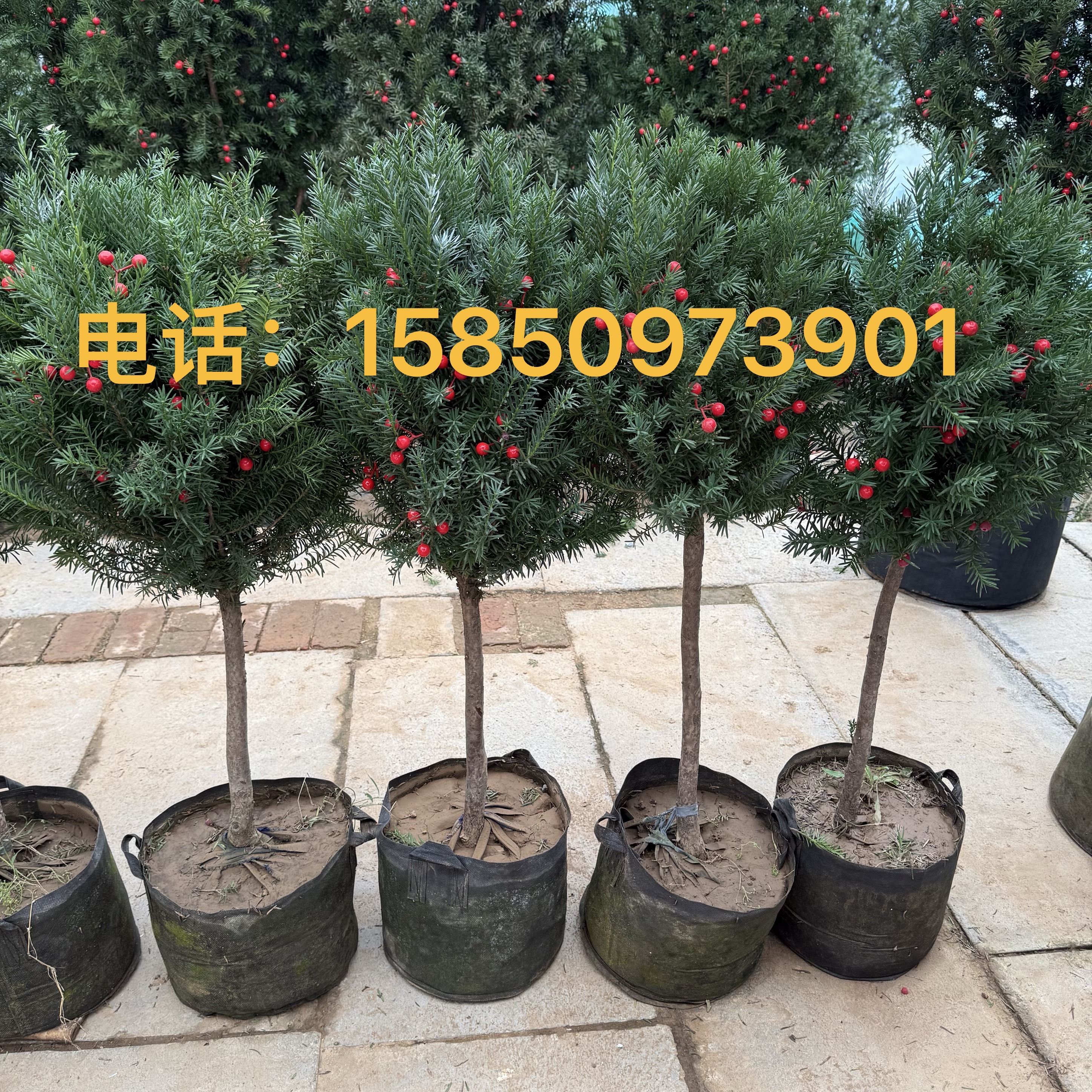 带果曼地亚红豆杉树苗大树盆景盆栽结果植物室内庭院地栽耐寒绿植