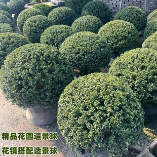 龟甲冬青球树苗别墅庭院耐寒四季常青绿化风景树花镜植物球形冬青