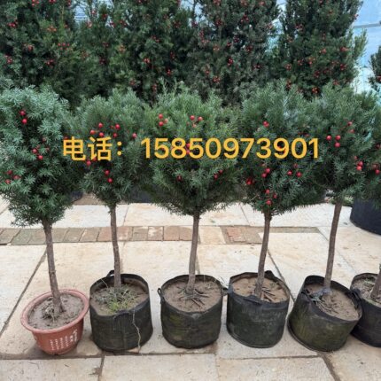 带果曼地亚红豆杉1公1母客厅盆栽别墅地栽大树南方红豆杉绿植
