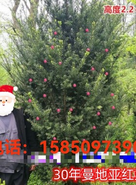 正宗曼地亚红豆杉美国盆栽树苗大型盆景大树庭院别墅种植耐寒绿植