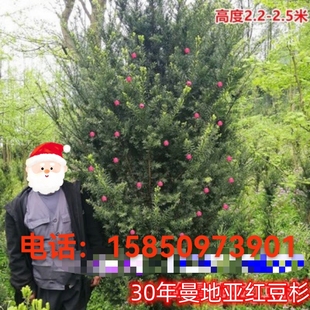 正宗曼地亚红豆杉美国盆栽树苗大型盆景大树庭院别墅种植耐寒绿植