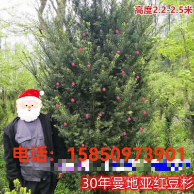 正宗曼地亚红豆杉美国盆栽树苗大型盆景大树庭院别墅种植耐寒绿植