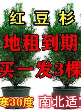 买一发三 正宗曼地亚红豆杉盆栽盆景南北四季好养耐寒植物花卉