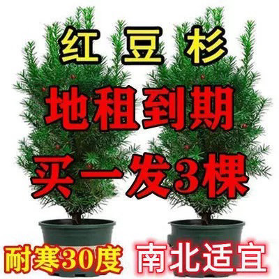 买一发三 正宗曼地亚红豆杉盆栽盆景南北四季好养耐寒植物花卉