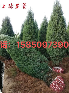 塔柏 蜀桧 墓地松扫墓松清明松柏树苗桧柏松柏树龙柏 工程绿化苗