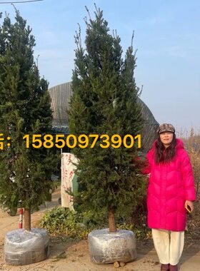 曼地亚红豆杉树苗盆栽盆景老桩庭院别墅植物耐寒四季常青带果大树