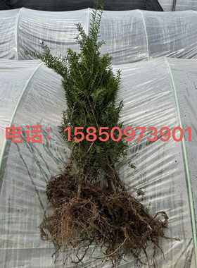 东北红豆杉籽播苗10cm-1米树苗曼地亚南方红豆杉露天占地征地苗