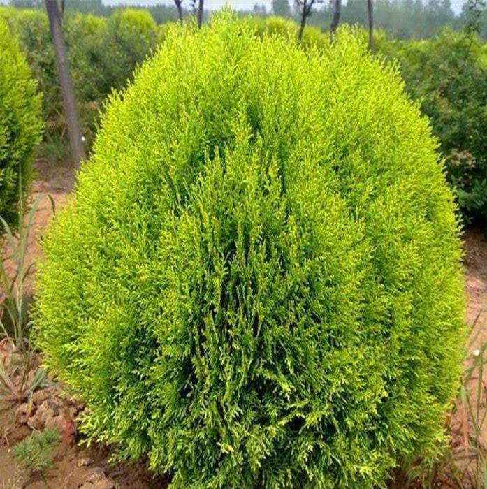 洒金柏树苗松柏苗木盆栽地栽花卉庭院绿化植物黄金柏原生香松扁柏