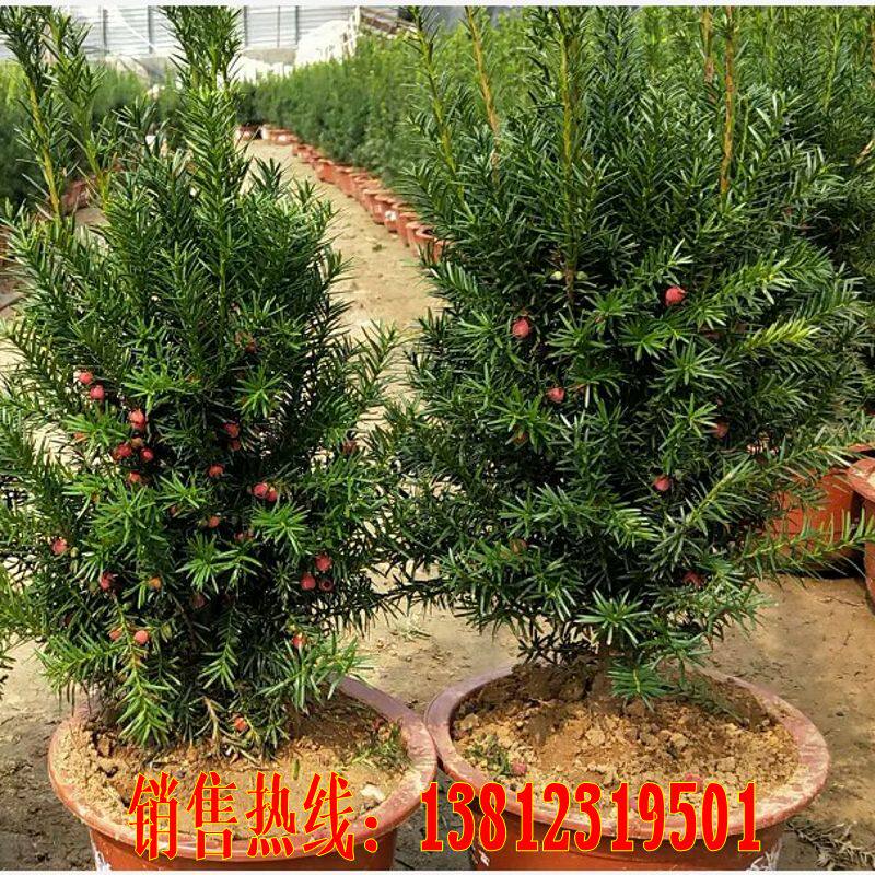 带果曼地亚红豆杉一公一母结果盆景盆栽树苗绿植耐寒南北方植物