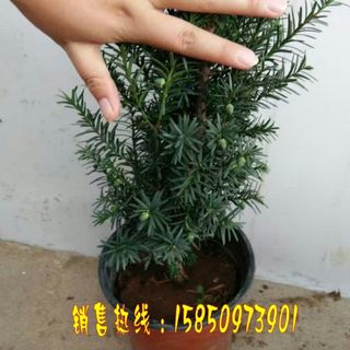 耐寒曼地亚红豆杉树苗独杆地栽盆栽盆景绿植公母搭配结果植物别墅