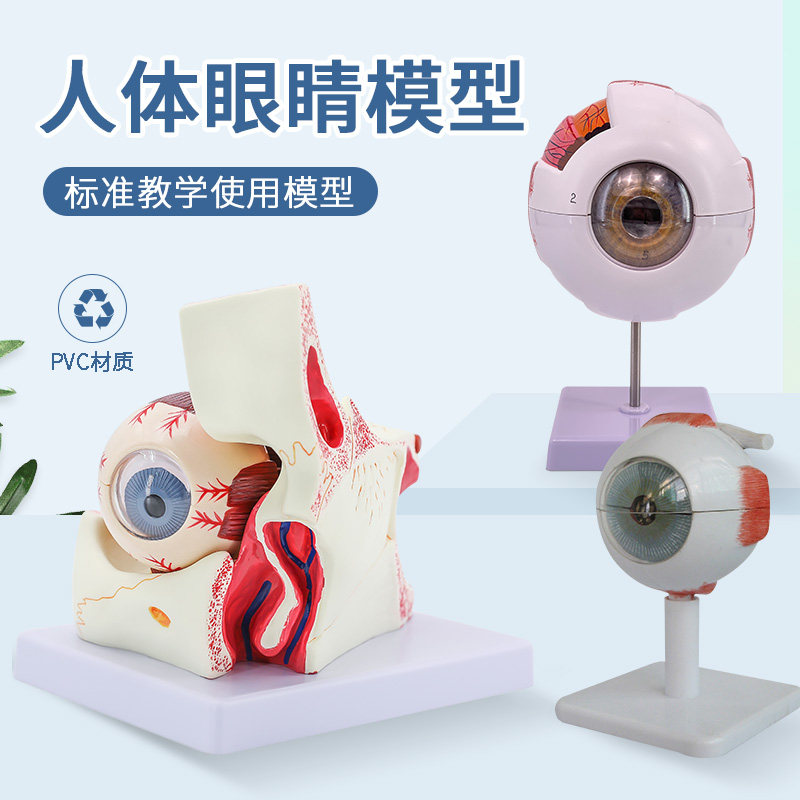 蓝蝶模型人体眼球解剖教学
