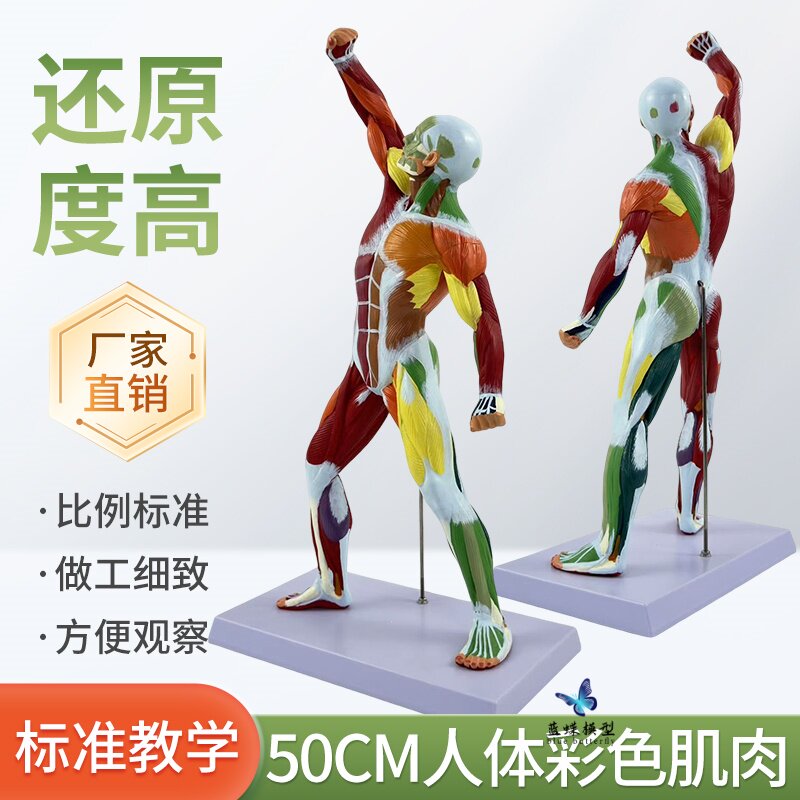 蓝蝶模型50cm人体运动肌肉模型