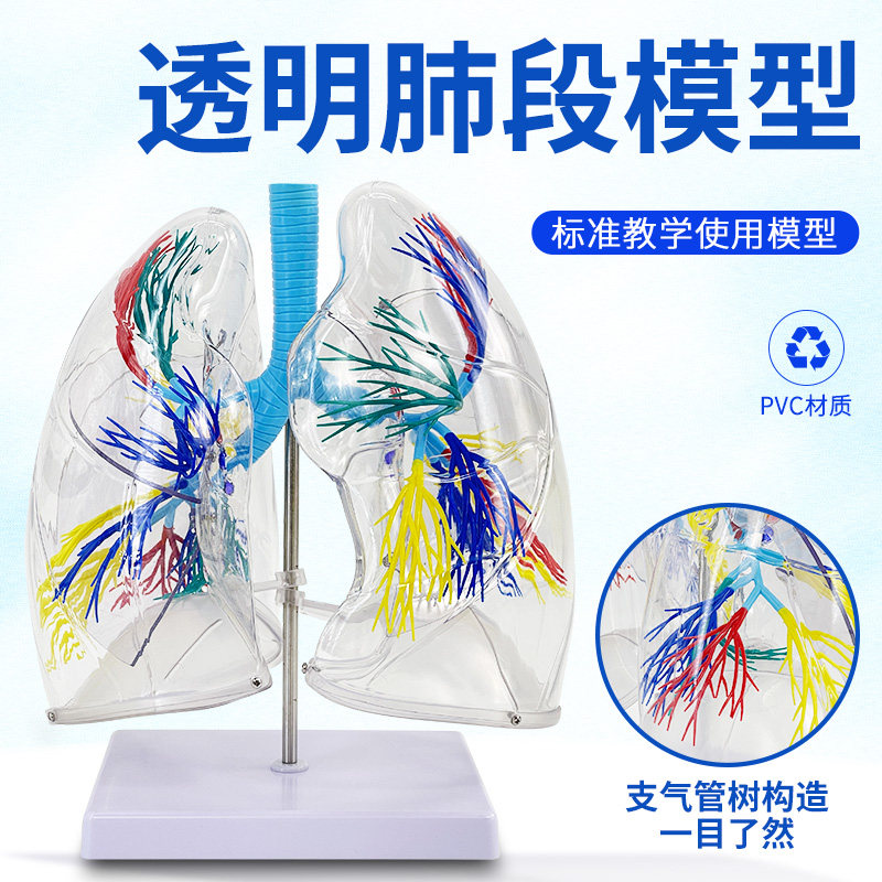 蓝蝶模型透明肺解剖气管教学