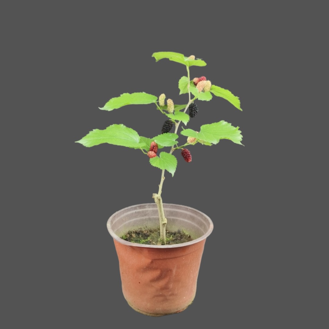 四季桑葚盆景盆栽桑树苗带果庭院阳台种植果树当年结果老桩有造型