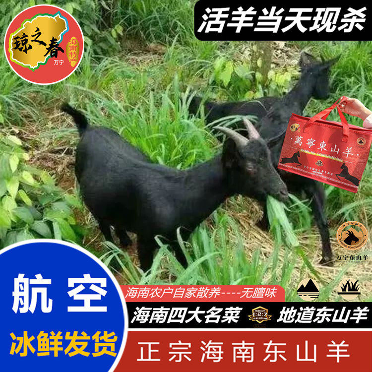 海南现杀散养万宁东山羊新鲜低脂