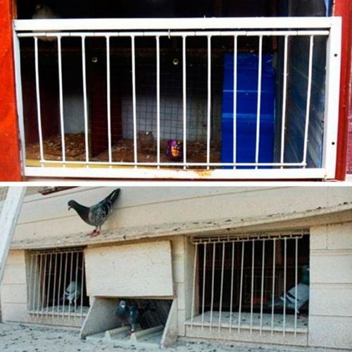 Pigeon Door Metal Wire Bars Frame Entrance Trapping Doors Lo