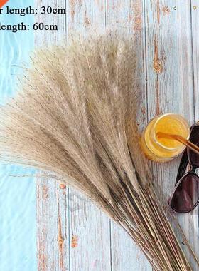 10 Pcs Pmps Grss Rel Dried Plnts Decor Wedding Flower