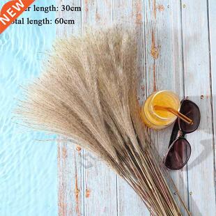 10 Pcs Pmps Grss Rel Dried Plnts Decor Wedding Flower