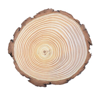 1pcs 6-15cm Thick Natural Pine Round nfinished Wood Slices C