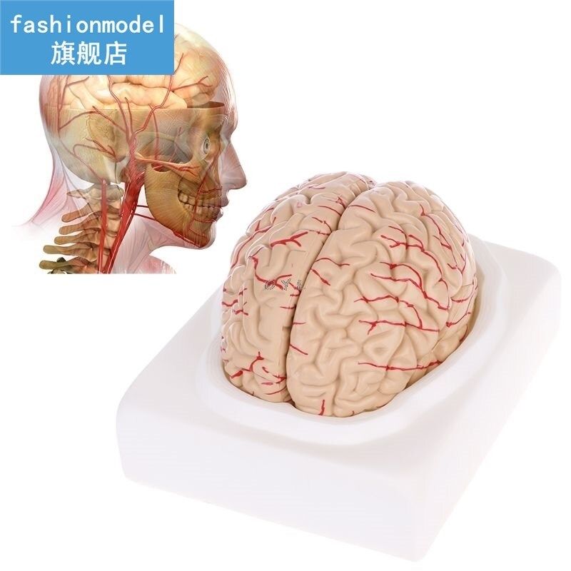 Medical props model Free postage Disassembled Anatomical Hum