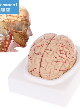 Medical props model Free postage Disassembled Anatomical Hum