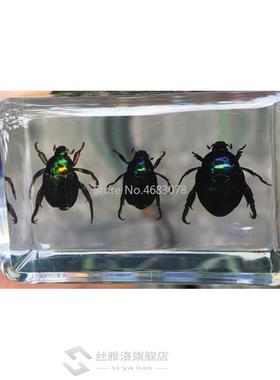 1piece Scarab Insect Speci Ladybug Beetle In Clear Resin Edu