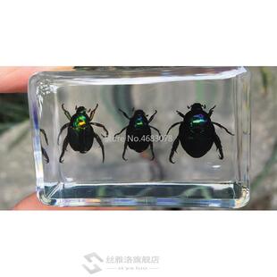 1piece Scarab Insect Speci Ladybug Beetle In Clear Resin Edu