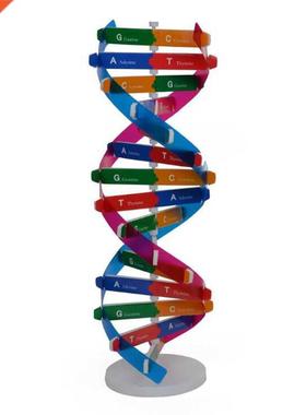 DNA Models Double Helix Science rization Teaching Toy