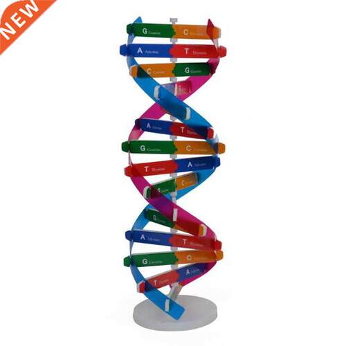 DNA Models Double Helix Science rization Teaching Toy
