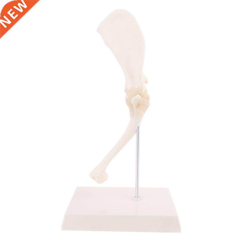 Dog Canine Shoulder Joint Model Veterinary Teaching Research