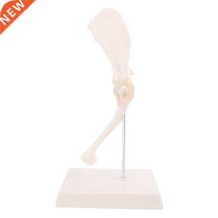 Dog Canine Shoulder Joint Model Veterinary Teaching Research