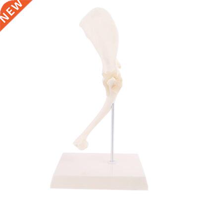Dog Canine Shoulder Joint Model Veterinary Teaching Research