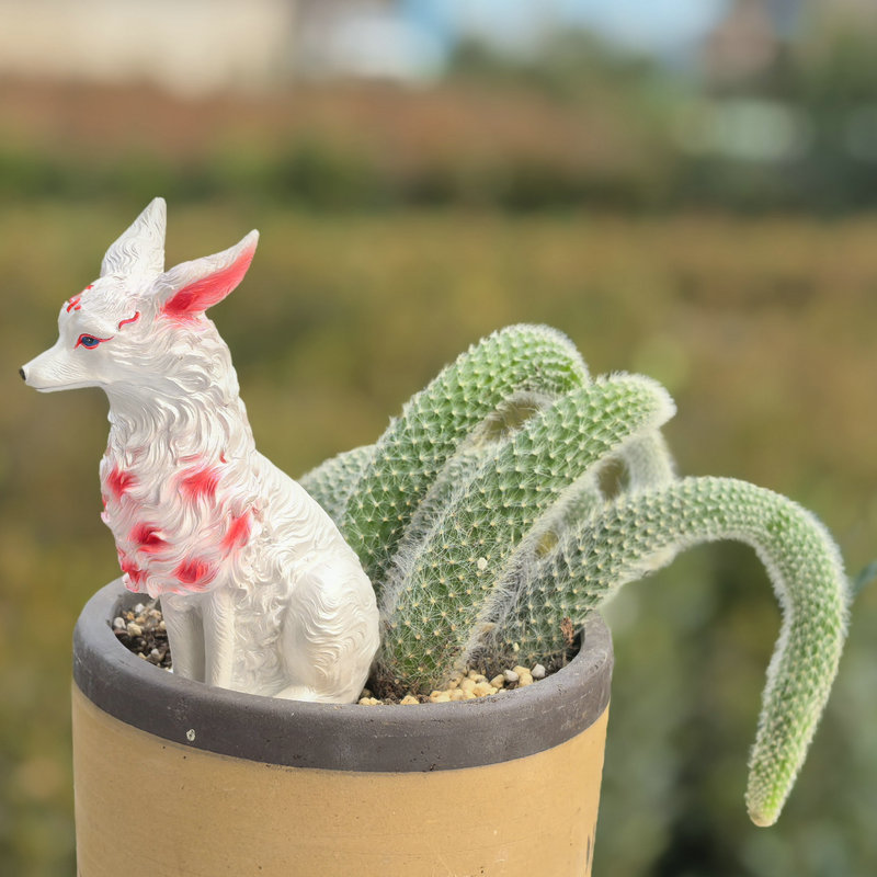 多肉植物盆栽室内阳台办公室桌面