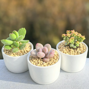 多肉桃蛋熊童子植物小米星盆栽肉钱串花卉红宝石吸财树绿植吉娃娃